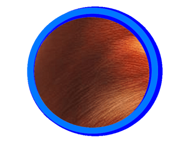 La couleur rousse du Ragdoll.
