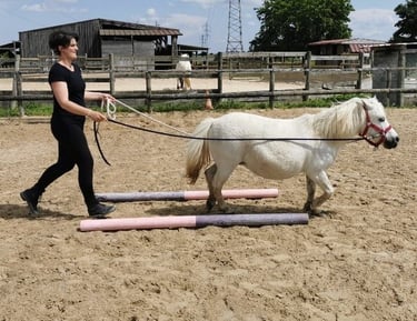 séance d'équithérapie individuelle adulte