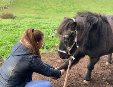 Ostéopathie animale chez le cheval, poney, âne : jeune, âgé, sportif, compétition