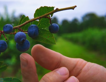 Recolectando arándanos silvestres azules maduros de una rama en una granja local de frutos rojos