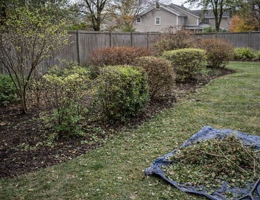 Professional garden landscaping maintenance with pruned bushes, dark mulch, and yard waste on a blue tarp.