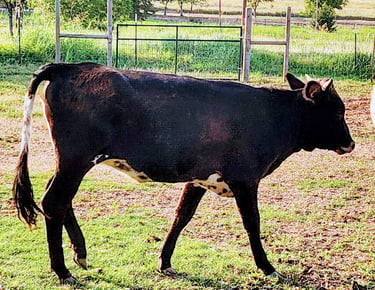 MIniature longhorn heifer for show