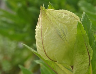 Saussurea obvallata or Brahmakamal