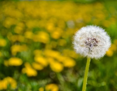 dandelion