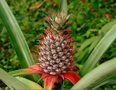 pineapple