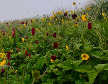 Meadow of yellow and red wildflowers on a misty grassy hillside