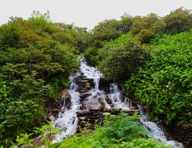 Small cascading waterfall surrounded by dense green foliage in a mountain setting