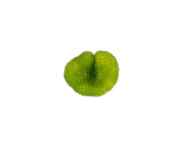 Dictyosphaeria verluysii
