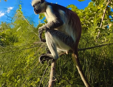 Zanzibar red colobus monkey resting in the tree canopy of Jozani Forest