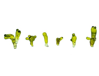 Valonia aegagropila