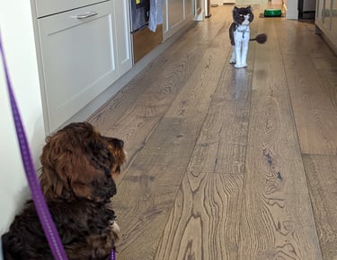 Puppy learning not to chase the cat