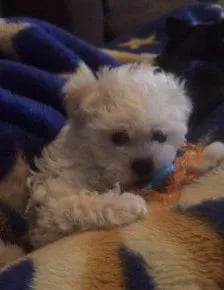 white maltipoo standing 