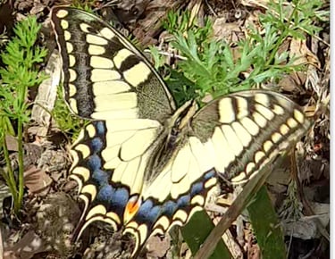 biodiversite papillons machaon association Herbes folles VIllejuif