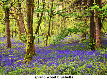 bluebells in woodland at spring wood