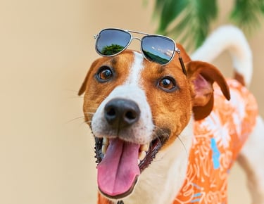 Perro con camisa playera lentes en la cabeza