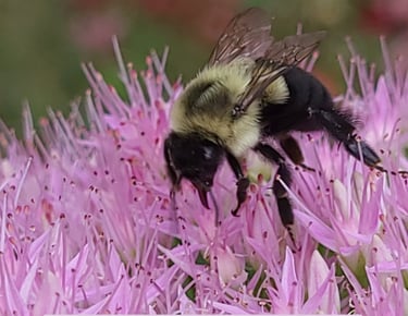 Discover God's Handiwork in Science!