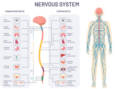 Vagus nerve illustration