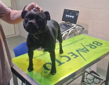 Uma dal veterinario per conferma gravidanza tramite ecografia. Staffy Grecalestaffs Sicilia