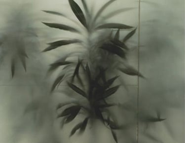 Plante derrière une vitre flou