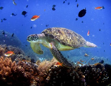 Swim with vibrant coral reefs and marine life on your Palawan expedition tour