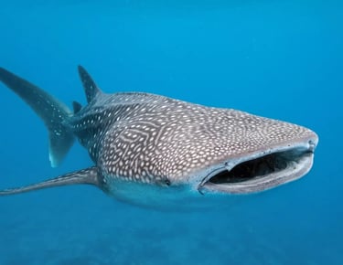 swimming with the whale shark Puerto Princesa Palawan