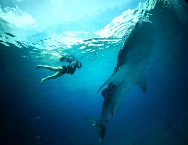 swimming with the whale shark Puerto Princesa Palawan