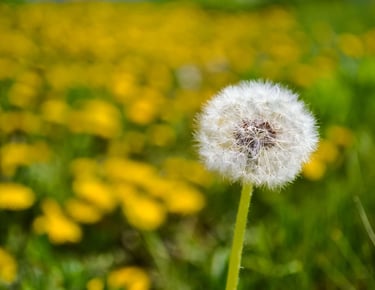 dandelion