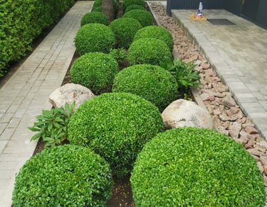Buksmedžių priežiūra
