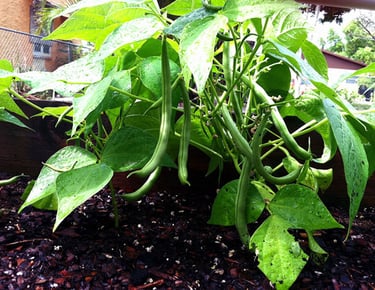 Healthy green bean plants producing fresh bean pods in a raised garden bed after rainfall.