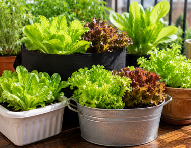 Fresh green and red lettuce growing in shallow containers and planter boxes on a sunny balcony garde