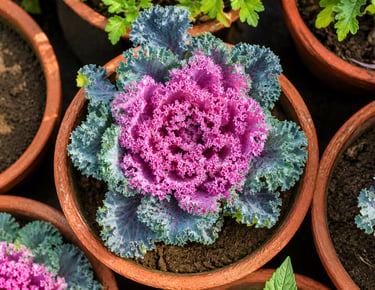 Vibrant pink ornamental kale growing in a terracotta pot with ruffled purple and green leaves in a c