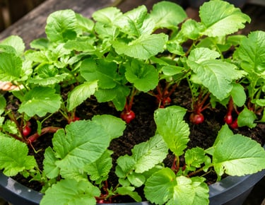 Healthy radish plants growing in a round container with red radish bulbs emerging from the soil in a