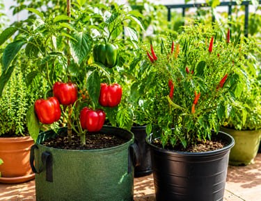 Sweet bell peppers and chili peppers growing in containers on a sunny patio garden with healthy gree