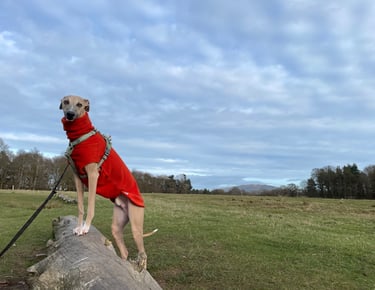 Whippet