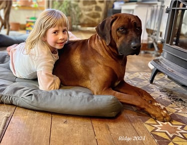 Père Rhodesian Ridgeback calme et équilibré, vivant en famille aven un enfant en France
