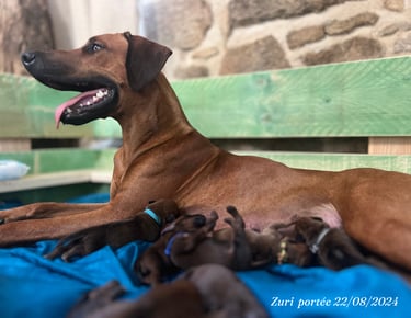 Mère Rhodesian Ridgeback avec ses chiots, élevée dans le sud de la France