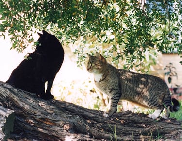 two cats sitting on a tree trunk 