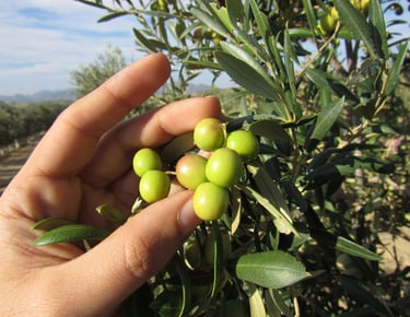 Olive Oil Tasting Tour