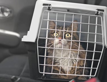 Longylife Calma e Relax Pet per trasporto gatto in auto