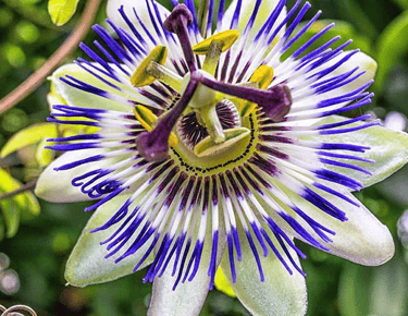 Longylife Integratore Calma e Relax Pet con Passiflora per l'ansia dei gatti e cani