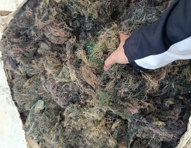 Dried Gracilaria seaweed 15% moisture and 3% impurity for agar-agar, Agriculture and Cosmetics