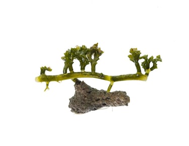 Caulerpa serrulata