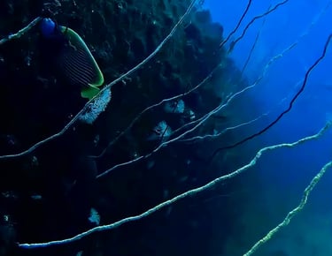 An Emperor Angelfish swims among whip corals on a dark underwater reef wall in deep blue ocean water.