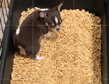 AKC Louisiana Chihuahua puppy learning litter box training with pellets