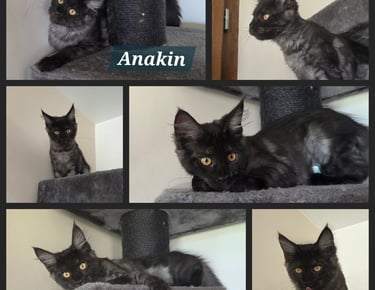 maine coon Black smoke