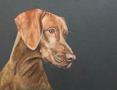 Pastel pet portrait, Vizsla pet portrait