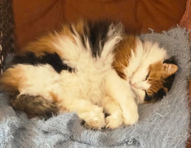 A fluffy long-haired calico cat curled up and sleeping peacefully on a soft blue blanket.