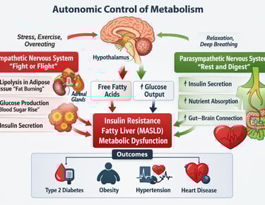 Autonomic Nervous System & Vagus Nerve: Hidden Drivers of Metabolism
