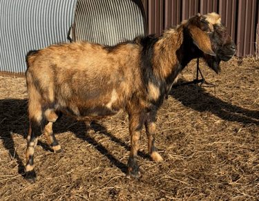 A brown and black goat soaking up the sun 