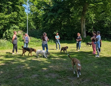 Foto von der Sozialkontaktstunde für Hunde